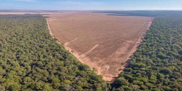 Ações para combater o desmatamento na Amazônia terão investimento de R$ 318 mi