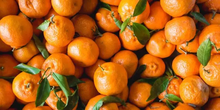 Aprenda a plantar tangerina em casa com maneiras fáceis de praticar