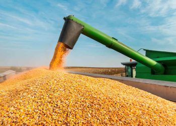 Colheita da safrinha de milho acelera e salta para 7,5% no Brasil, aponta Conab