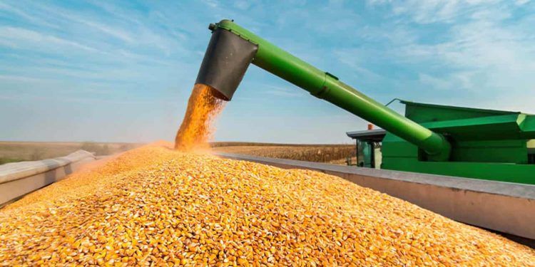 Colheita da safrinha de milho acelera e salta para 7,5% no Brasil, aponta Conab