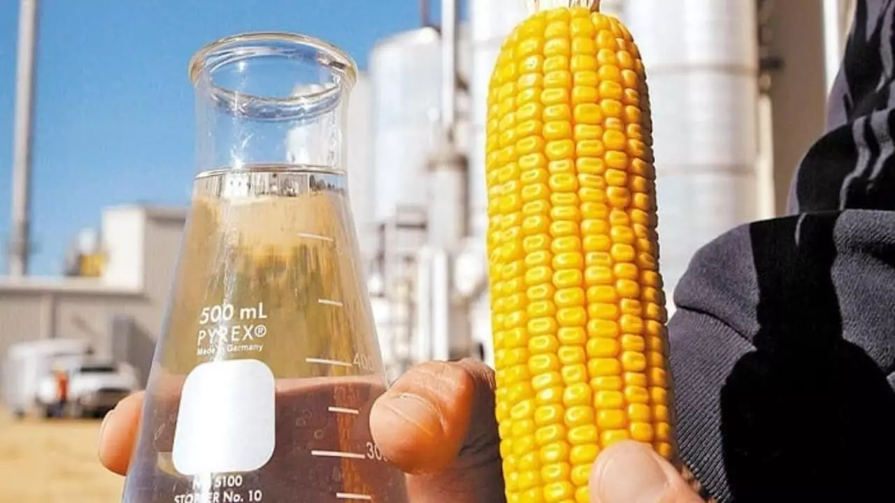 Colheita da safrinha de milho saltou para 7,5% no Brasil, indica Conab, Tocantins possui 3%