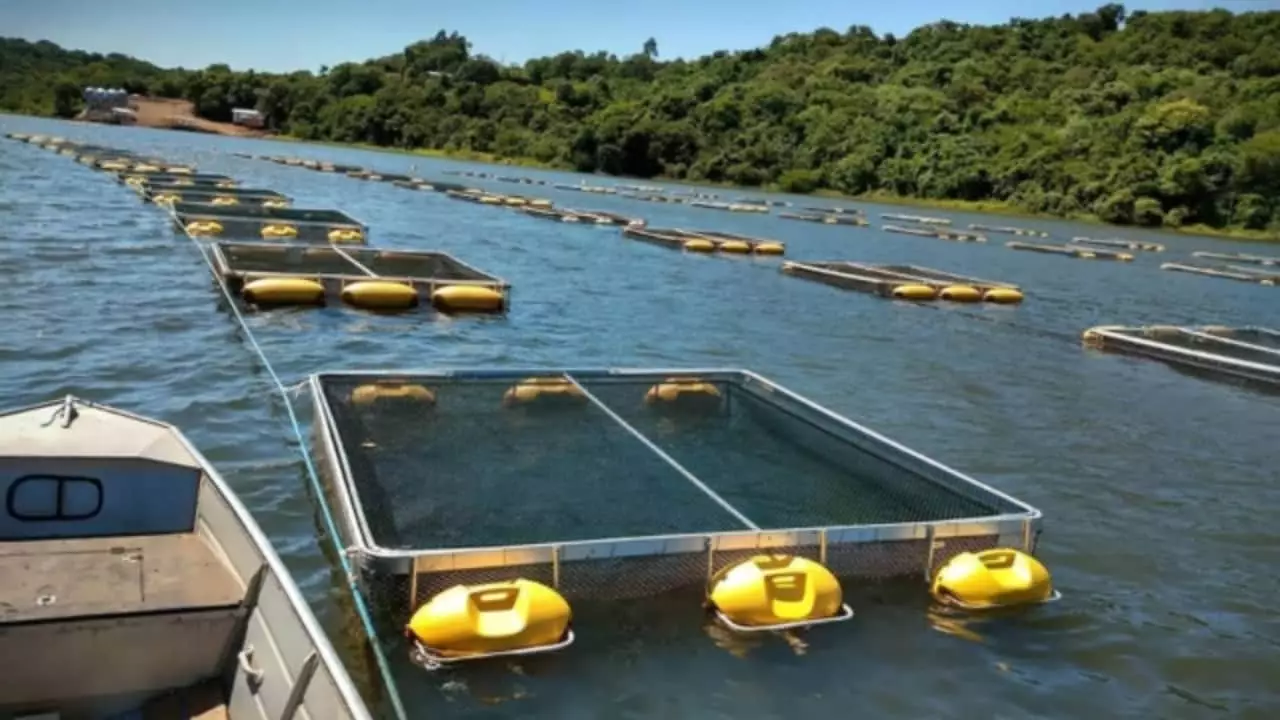 Concessão de uso de águas da União no Tocantins impulsiona a produção de peixes