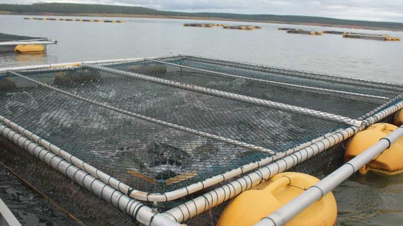 Concessão de uso de águas da União no Tocantins impulsiona a produção de peixes