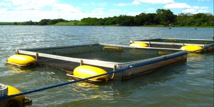 Concessão de uso de águas da União no Tocantins impulsiona a produção de peixes