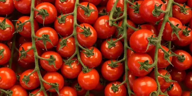 Confira as 7 dicas para ter sucesso na plantação de tomate cereja