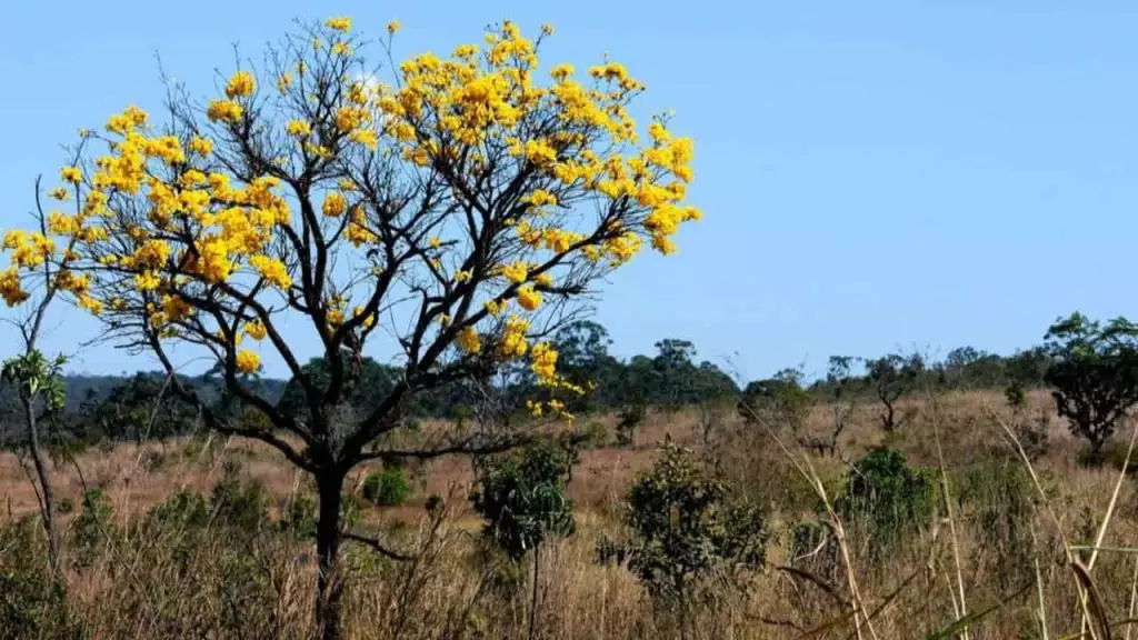 Desmatamento no Cerrado apresenta queda de 12,9% após uma sequência de altas