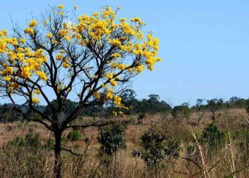 Desmatamento no Cerrado apresenta queda de 12,9% após uma sequência de altas