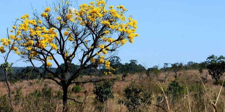 Desmatamento no Cerrado apresenta queda de 12,9% após uma sequência de altas
