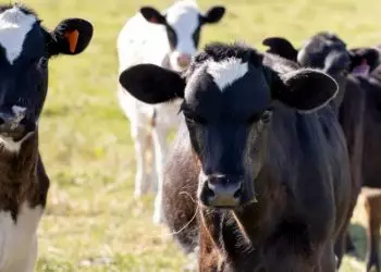 Diarreia em bezerros: práticas essenciais para prevenção
