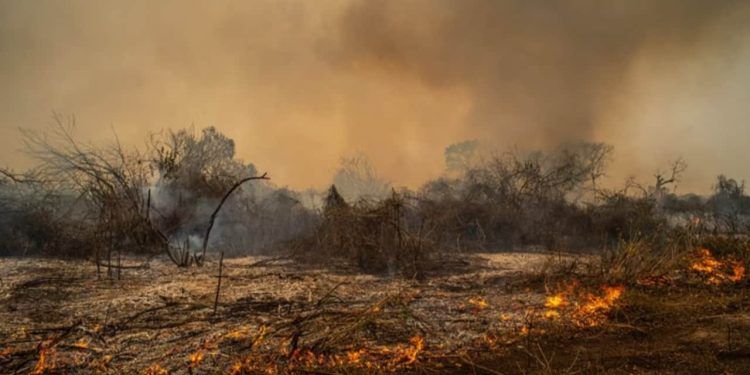 Estamos em uma das piores situações; diz Marina sobre incêndio no Pantanal