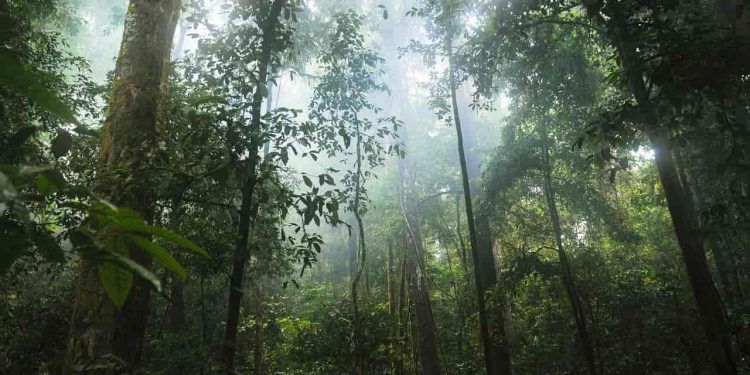 Estudo aponta que temperatura nas florestas tropicais estão aumentando