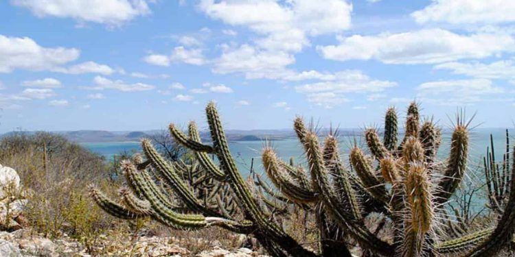 Governo anuncia criação de 12 unidades de conservação na Caatinga