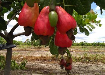 Hidrogel aumenta a sobrevivência de mudas de cajueiro após o plantio no campo