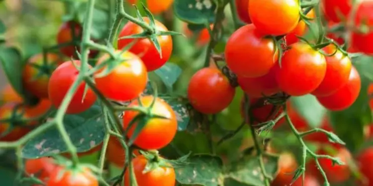 Pesquisa desenvolve maneira de cultivo de tomate-cereja em casca de coco