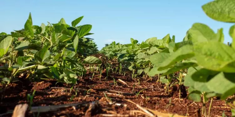 Pesquisa estuda níveis de manejo na gestão de risco climático na agricultura