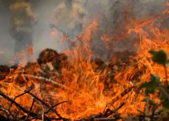 Quase 14 do território brasileiro pegou fogo nos últimos anos; veja biomas