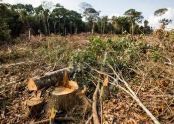 Semana do Meio Ambiente terá ações com foco na sustentabilidade, no Tocantins