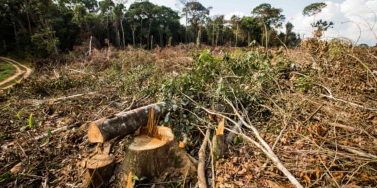 Semana do Meio Ambiente terá ações com foco na sustentabilidade, no Tocantins