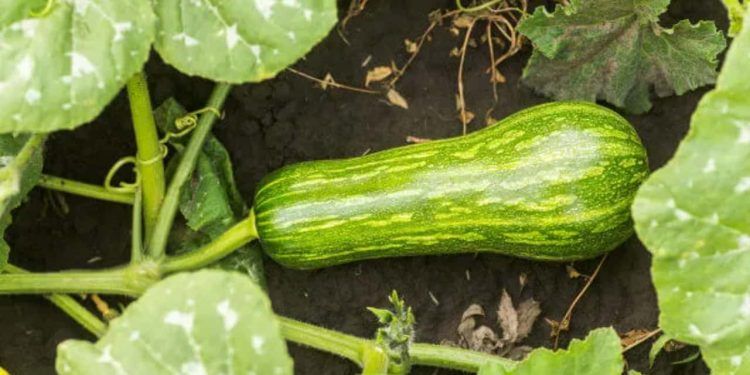 Veja o passo a passo de como plantar abobrinha no solo e em vaso