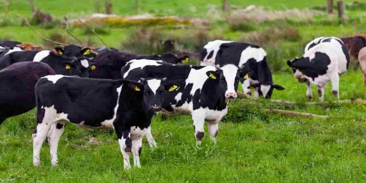 Abate de bovinos avança 24,6% no primeiro trimestre de 2024, afirma IBGE
