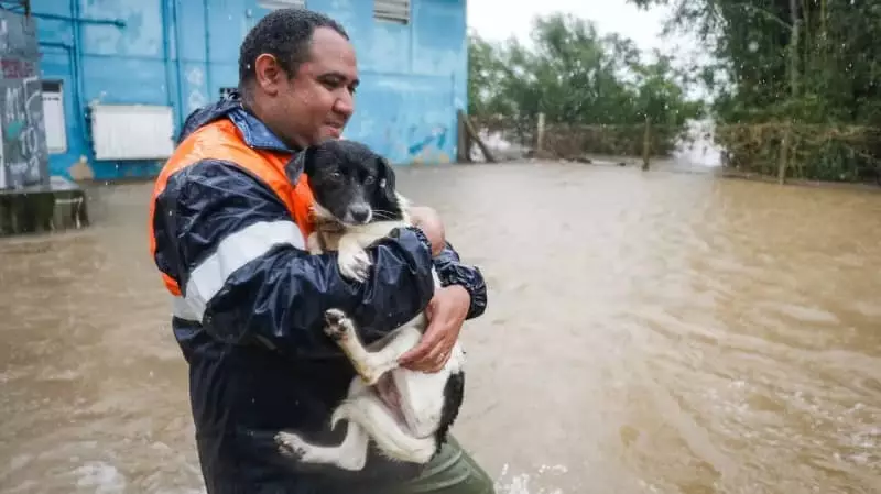 Rio Grande do Sul lança plataforma de ajuda a animais; confira 2 Animais