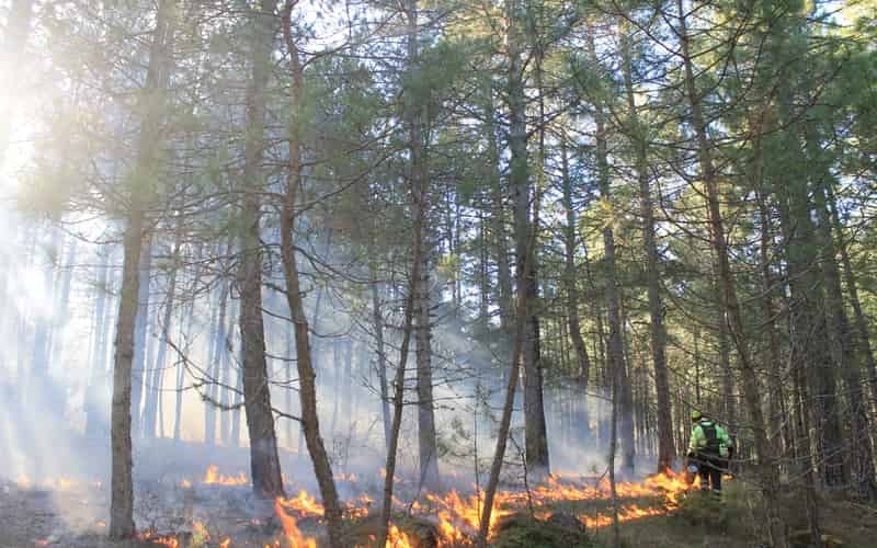 Ministério Público Federal investiga incêndio no Parque Nacional do Itatiaia