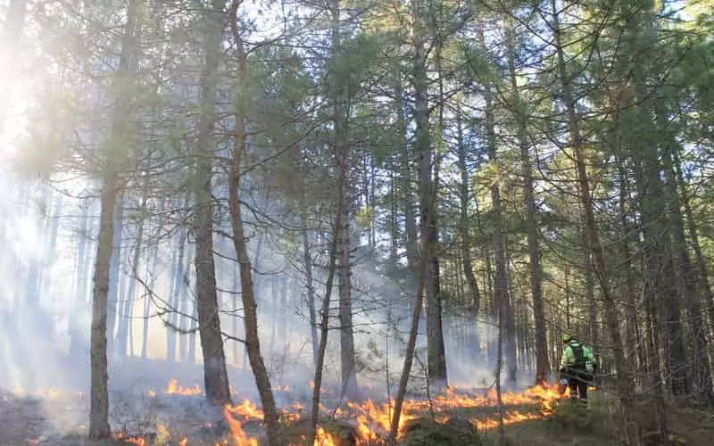 Ministério Público Federal investiga incêndio no Parque Nacional do Itatiaia 3 Ministério Público Federal investiga incêndio no Parque Nacional do Itatiaia
