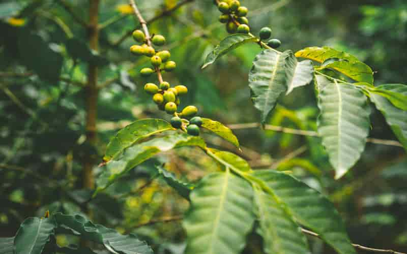 Exportação de café e algodão do Brasil supera junho de 2023