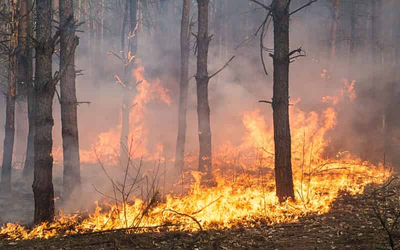 Governo do Mato Grosso do Sul decreta situação de emergência devido a incêndios