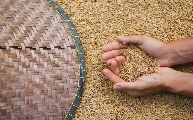 Colheita de arroz termina no RS com 7,16 milhões de toneladas, afirma Instituto