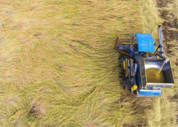 Colheita de arroz termina no RS com 7,16 milhões de toneladas, afirma Instituto