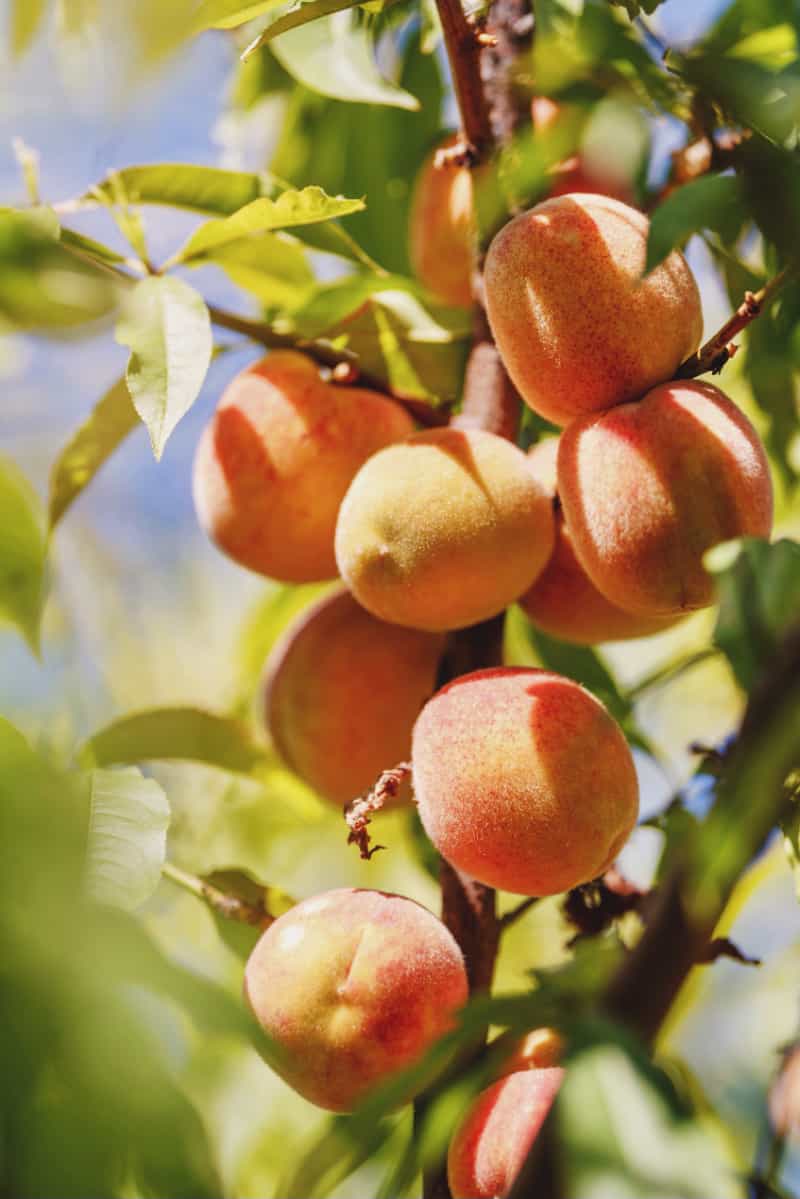 Confira como plantar pêssego a partir da semente e os cuidados com a plantação 2 Como plantar