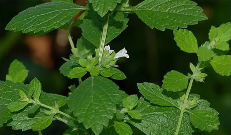 Como plantar erva-cidreira