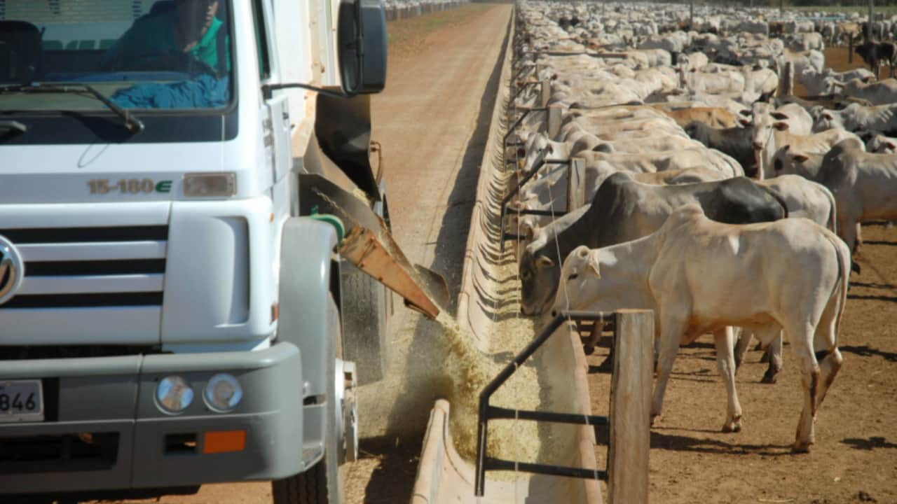 Confinamento é vantagem também com a falta de espaço para pasto.