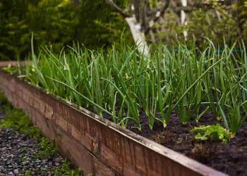 Cultivo de cebolinha verde: dicas e cuidados para uma colheita saudável