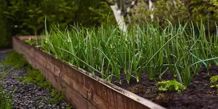 Cultivo de cebolinha verde: dicas e cuidados para uma colheita saudável