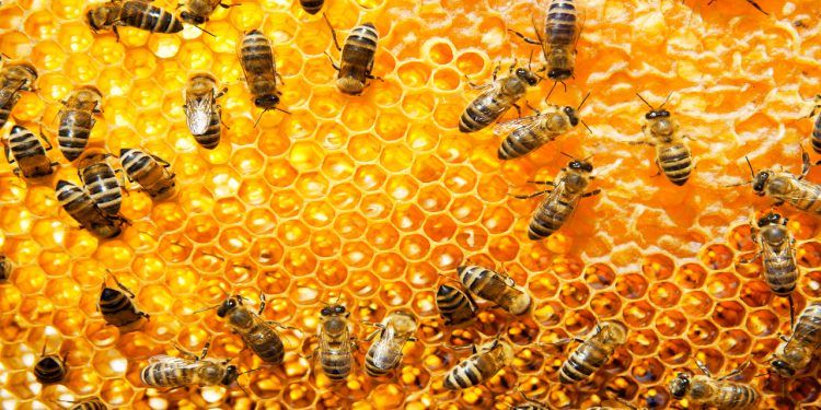 Curso gratuito oferece treinamento para produtores de mel e produtos de abelhas