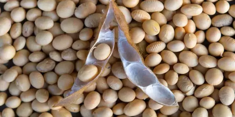 Embarques de soja brasileira crescem 8% em junho, segundo associação 1 Embarques de soja brasileira crescem 8% em junho, segundo associação