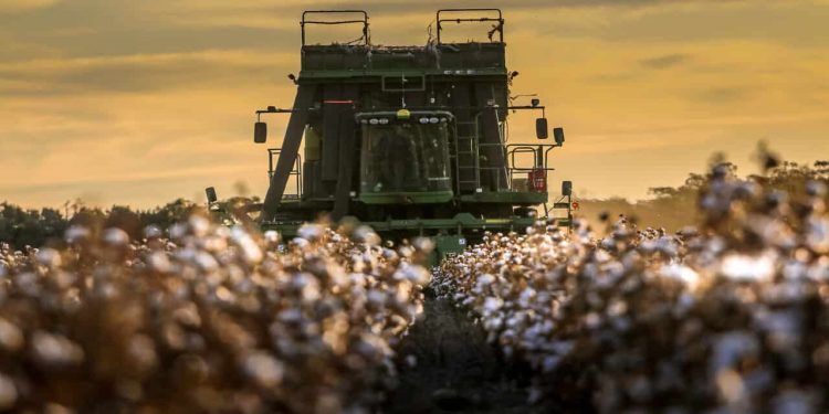 Exportação de café e algodão do Brasil supera junho de 2023