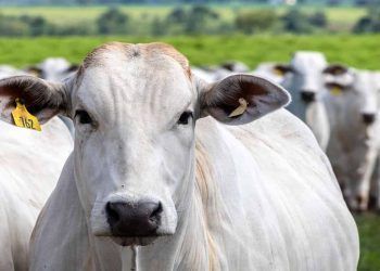 Exportação de carne bovina bate um novo recorde em maio, afirma associação