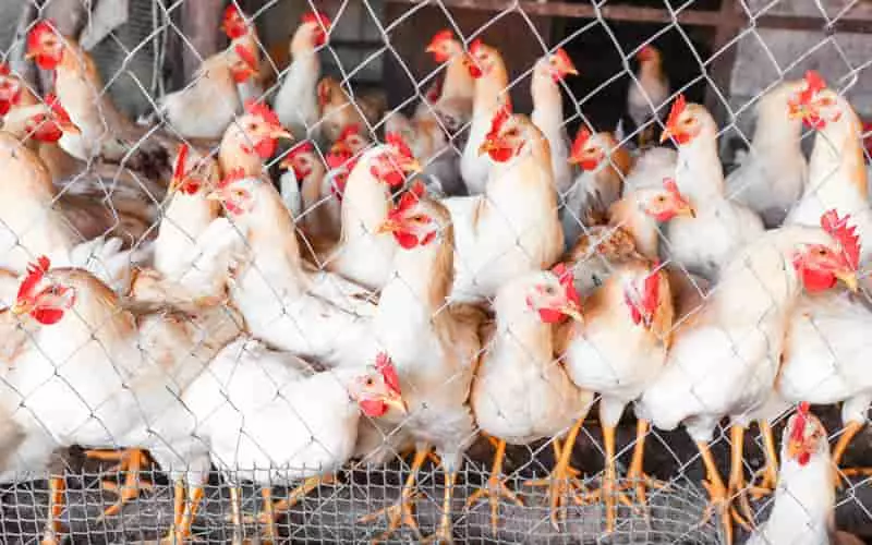 Exportação de carne de frango cresce 4,2% e alcança 451 mil toneladas em maio