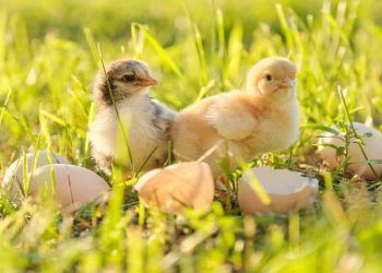 Exportações brasileiras de genética avícola crescem 10,9% em maio