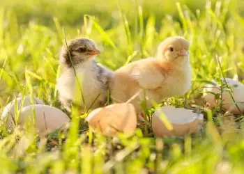 Exportações brasileiras de genética avícola crescem 10,9% em maio