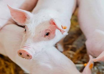 Exportações de carne suína crescem em junho e superam metade do volume de 2023