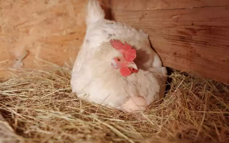 Produção brasileira de ovos bate recorde no primeiro trimestre de 2024