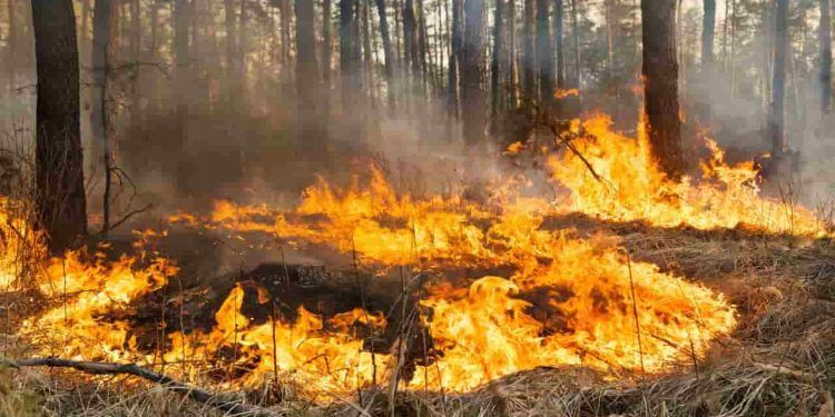 Governo adota medidas contra seca e incêndios no Pantanal e Amazônia