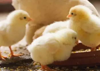 Governo brasileiro abre mercado de aves e ovos férteis para o Reino do Lesoto