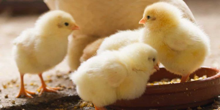 Governo brasileiro abre mercado de aves e ovos férteis para o Reino do Lesoto