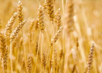 Governo publica preços mínimos para o trigo da safra 2024/2025