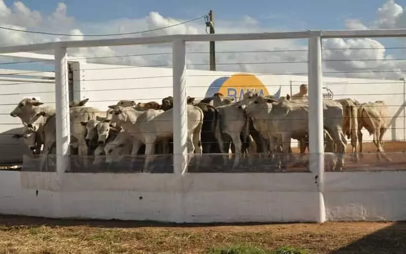 Bahia Farm Show 2024 prevê público de mais de 100 mil pessoas